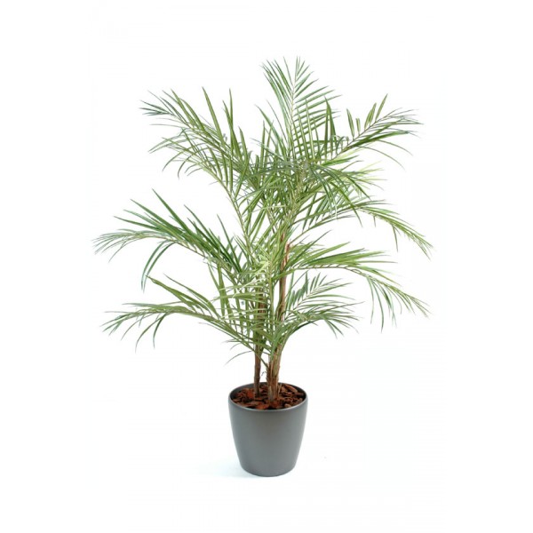 Areca En Boll – Composition artificielle