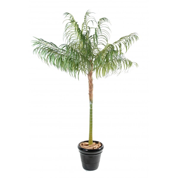 Areca Palm – Arbre artificiel