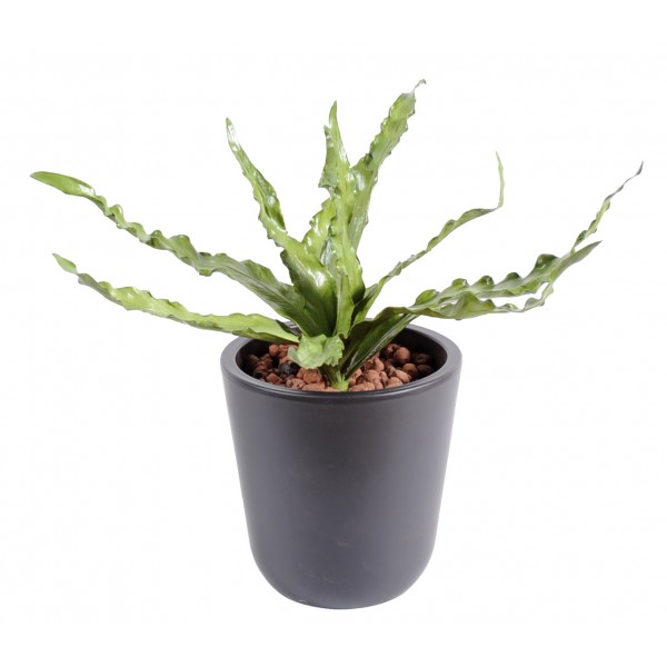 Asplenium Cukly – Plante artificielle