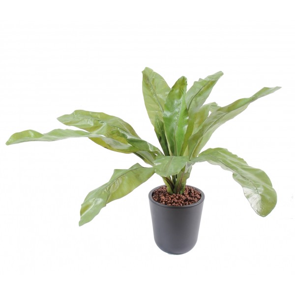 vente privee plante