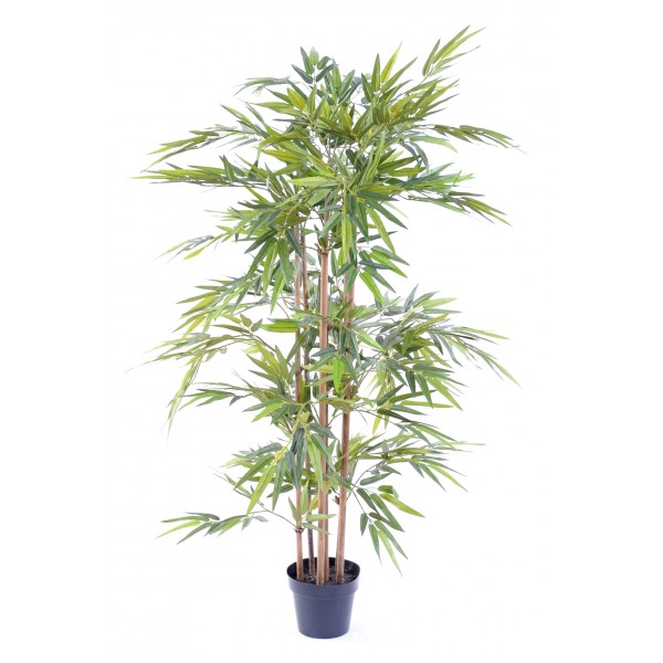 Bambou Eco – Pas cher