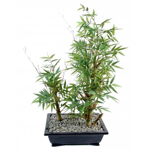 Bonsai Bambou En Coupe – Arbre artificiel