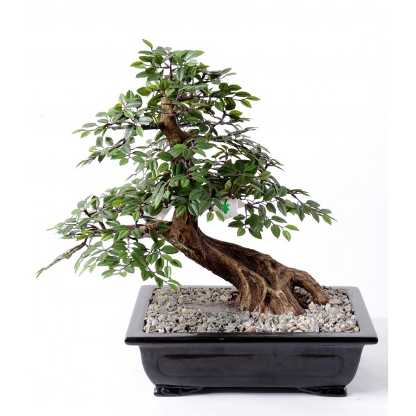 Bonsai Chinese Elm En Coupe – Arbre artificiel