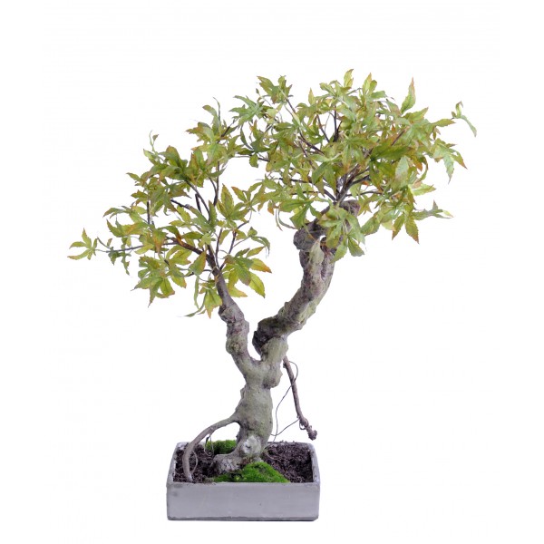 Bonsai Erable 50Cm – Végétal artificiel