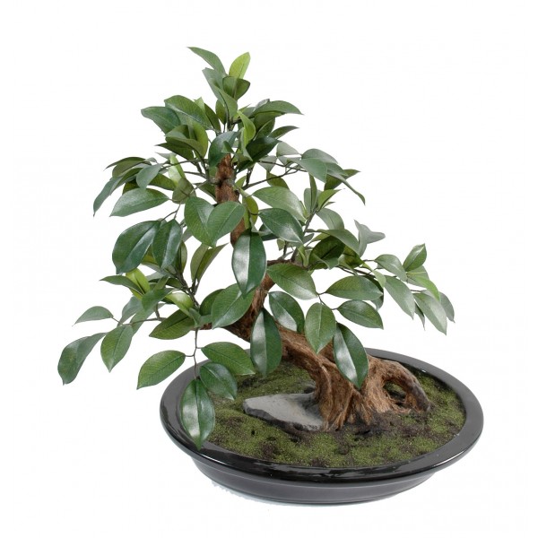 Bonsai Ficus En Coupe – Arbre artificiel