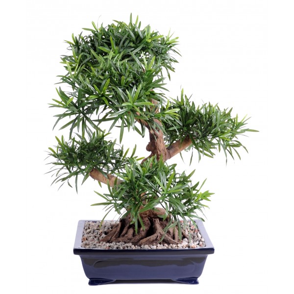 Bonsai Podocarpus En Coupe Gravier – Végétal artificiel