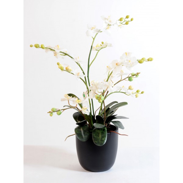 Bouquet Phalaenopis Blanc – Composition artificielle