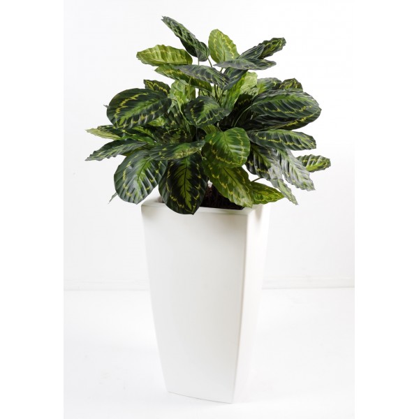 Calathea En Pot Pure Haut – Composition artificielle