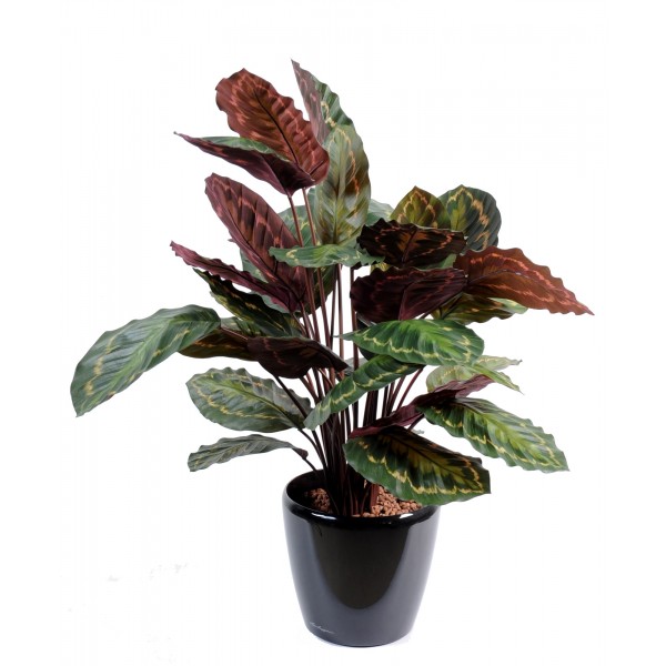 Calathea Roseopicta – Plante artificielle