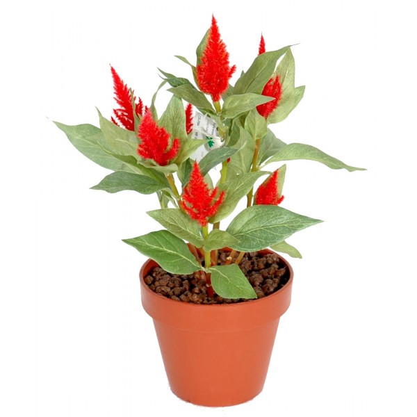 Celosia – Plante artificielle