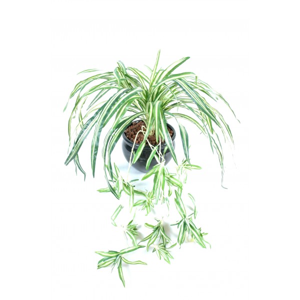 Chlorophitum – Plante artificielle