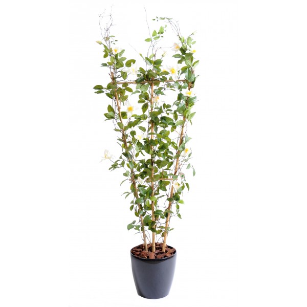 Clematite Palissade – Arbre artificiel