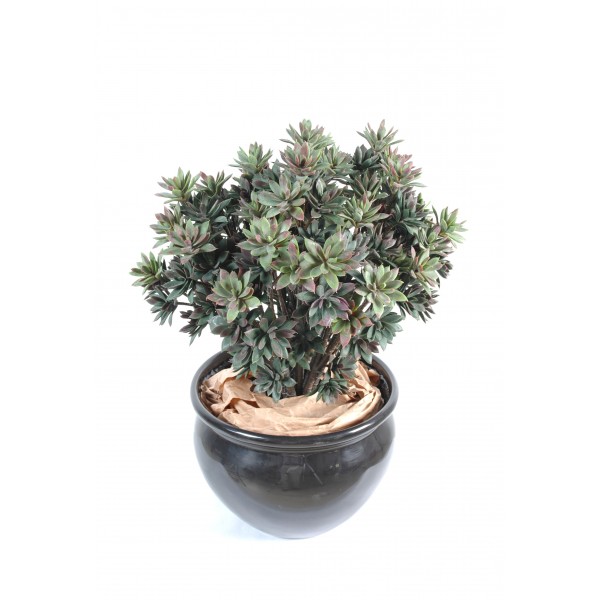 Crassula Echeveria Piquet – Plante artificielle