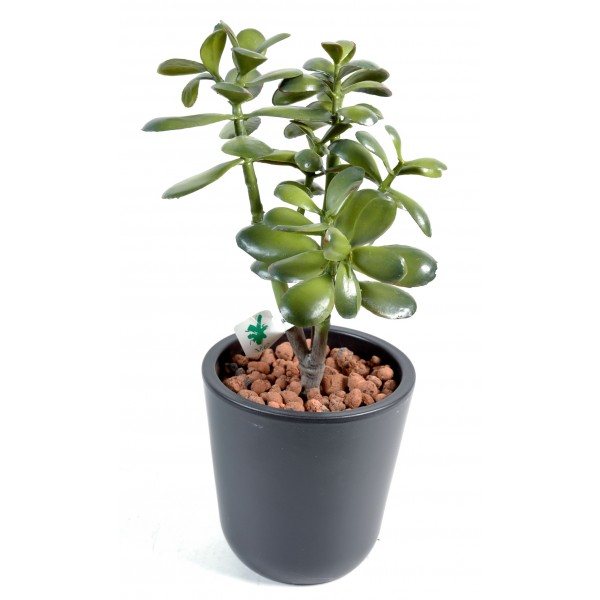 Crassula Jade Plant – Plante artificielle