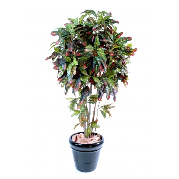 Croton – Arbre artificiel