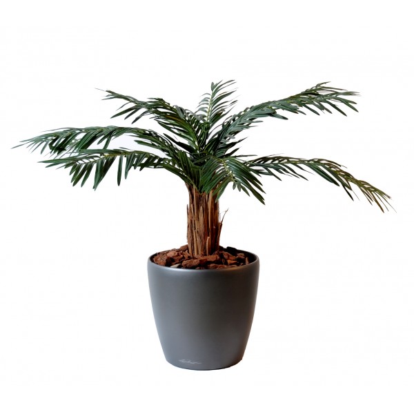 Cycas Palm – Arbre artificiel