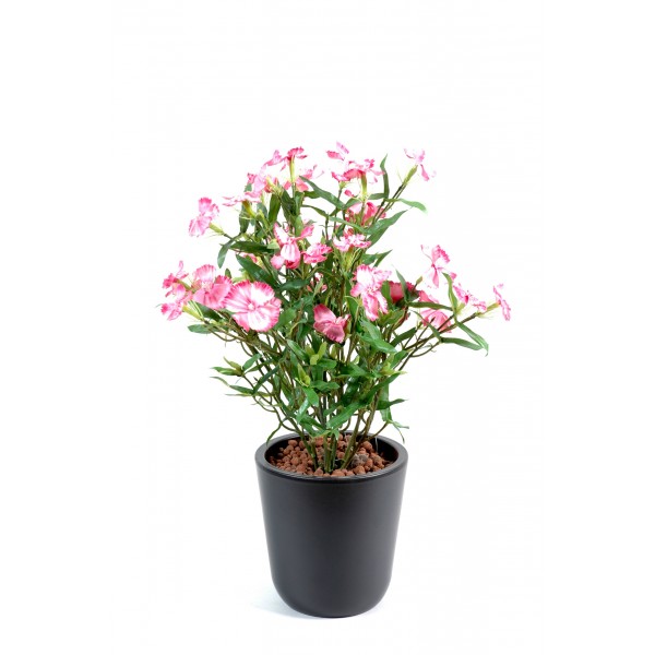 Dianthus – Plante artificielle