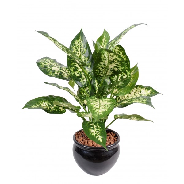 Dieffenbachia*26 En Pot – Plante artificielle