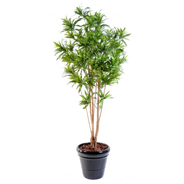 Dracaena Buisson Reflexa – Arbre artificiel