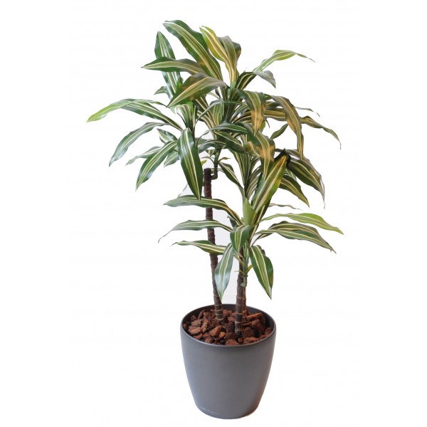 Dracaena Fragrans *3 – Arbre artificiel