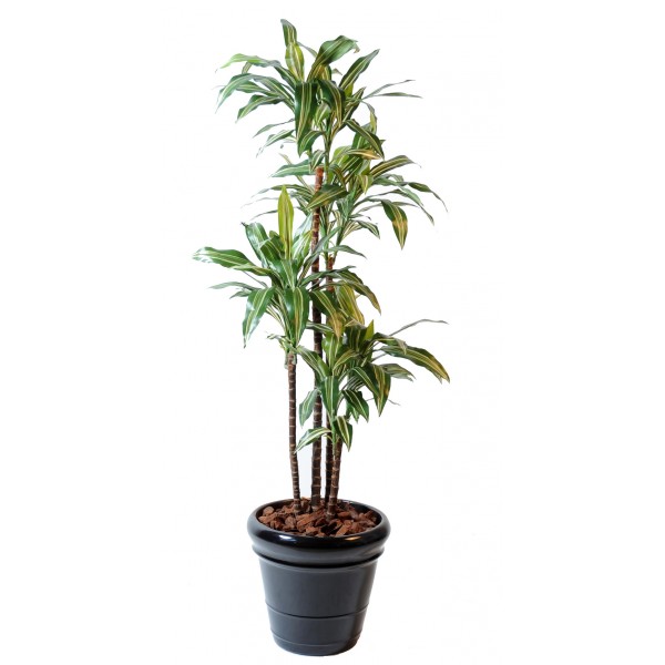 Dracaena Fragrans *4 – Arbre artificiel