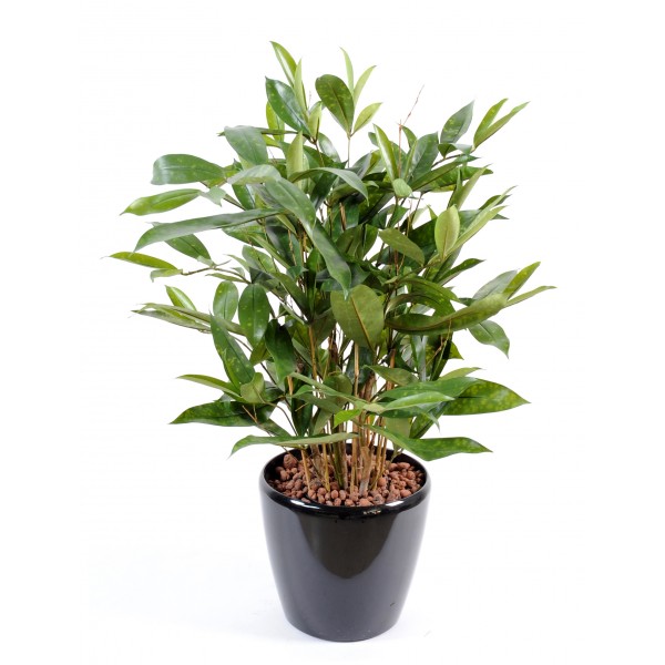 Dracaena Surculosa Pot – Plante artificielle