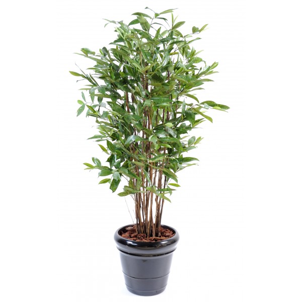 Dracaena Surculosa – Arbre artificiel