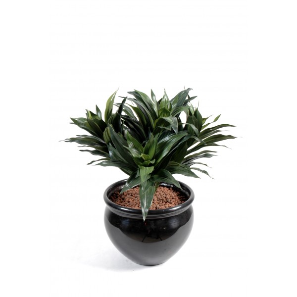 Dracena Fragans – Plante artificielle