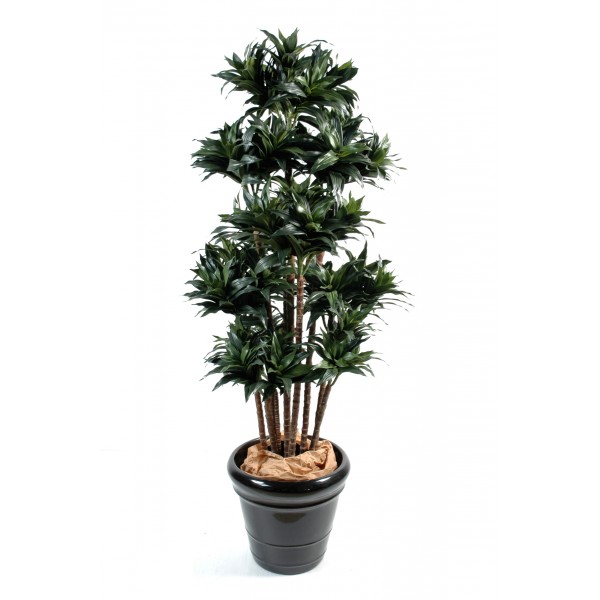 Dracena Fragrans Compacta – Arbre artificiel