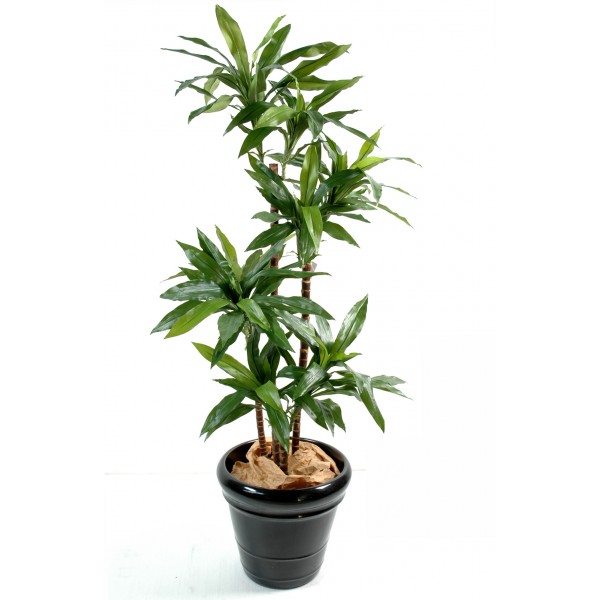 Dracena Fragrans « Janet Craig » – Arbre artificiel