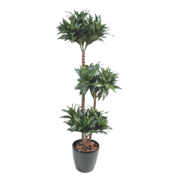 Dracena Fragrans – Arbre artificiel