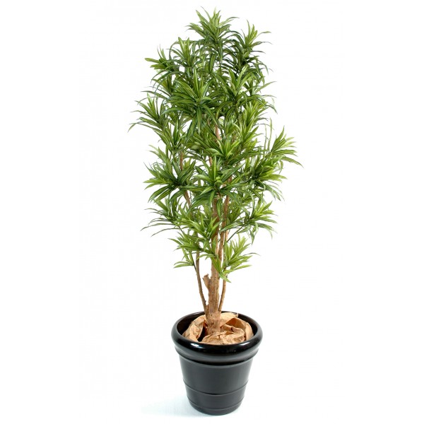 Dracena Reflexa – Arbre artificiel