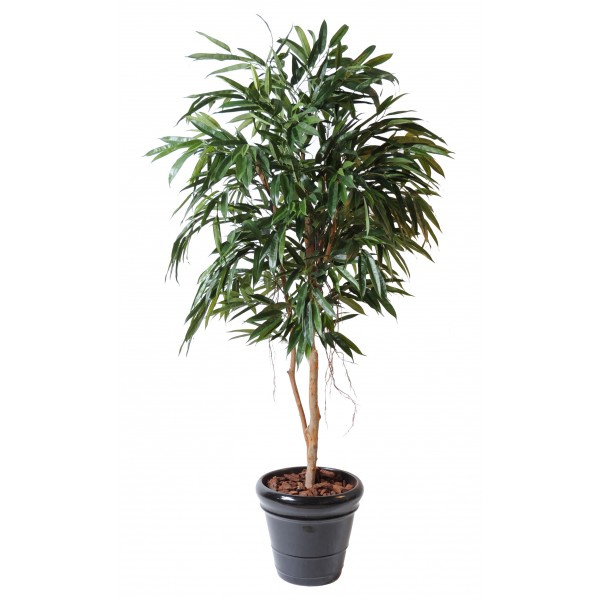 Ficus Alii Royal – Arbre artificiel