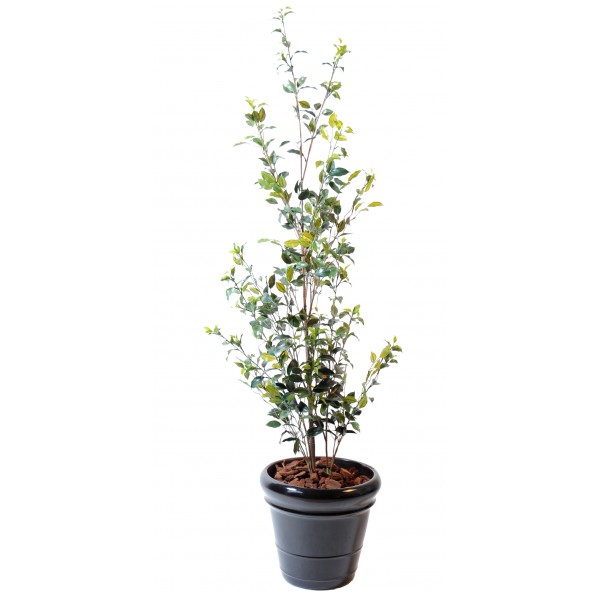 Ficus Buisson Plast – Arbre artificiel