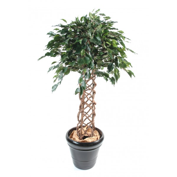 Ficus Cage – Arbre artificiel