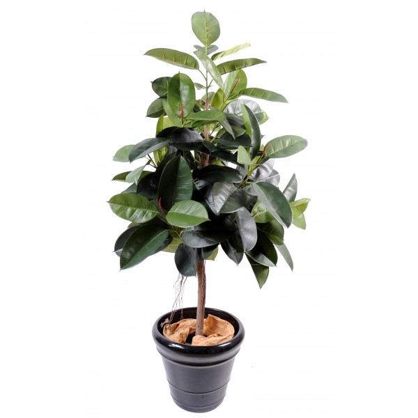 Ficus Elastica – Arbre artificiel