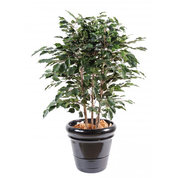 Ficus Exotica Buisson – Arbre artificiel
