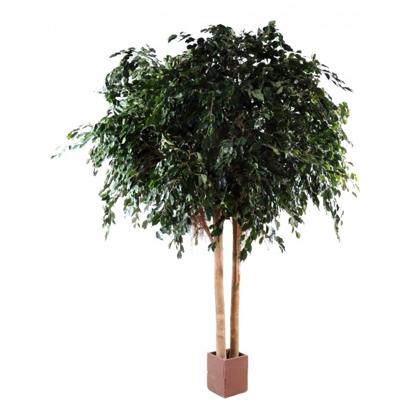 Ficus Exotica Geant – Arbre artificiel
