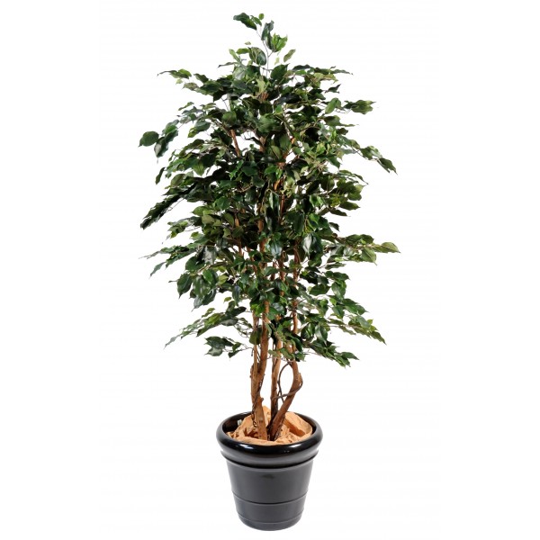 Ficus Exotica – Arbre artificiel