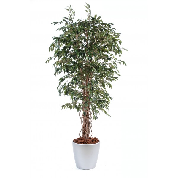 Ficus Lianes En Boll – Composition artificielle