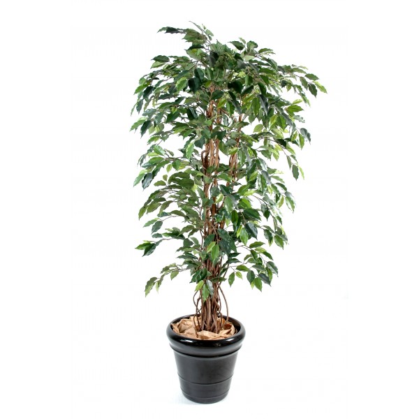 Ficus Lianes Gf – Arbre artificiel