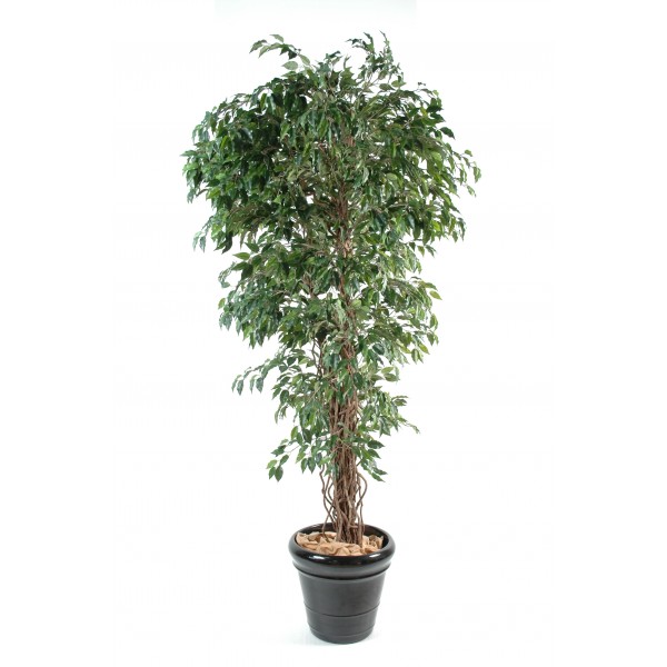 Ficus Lianes Pf – Arbre artificiel