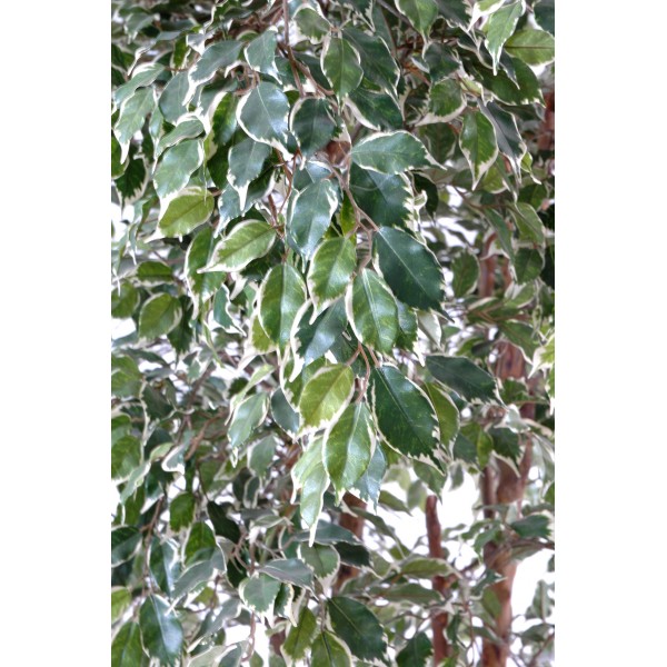 Ficus Mini Octopus – Arbre artificiel