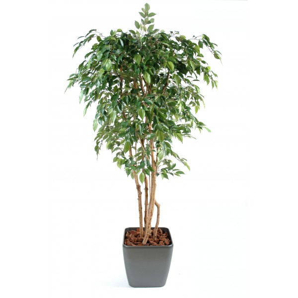 Ficus Multitree Natasja En Quadro – Composition artificielle