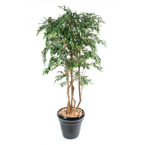 Ficus Multitree Natasja – Arbre artificiel