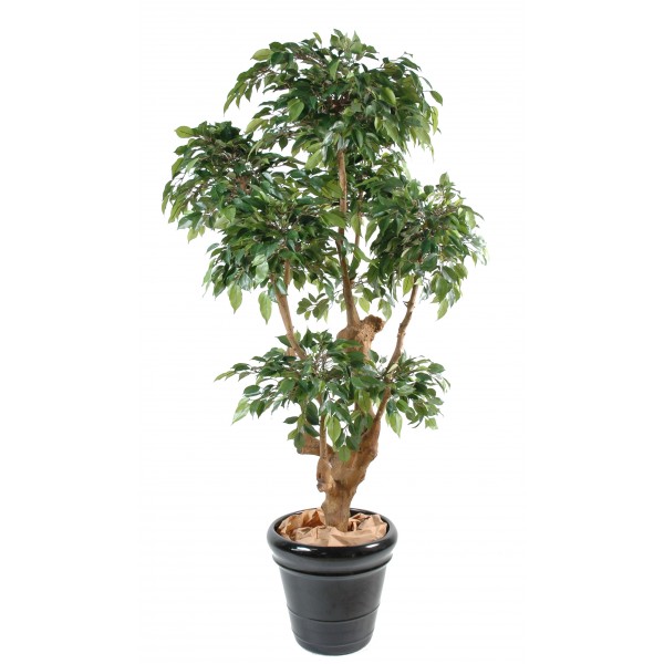 Ficus Natasja 5 Tetes – Arbre artificiel