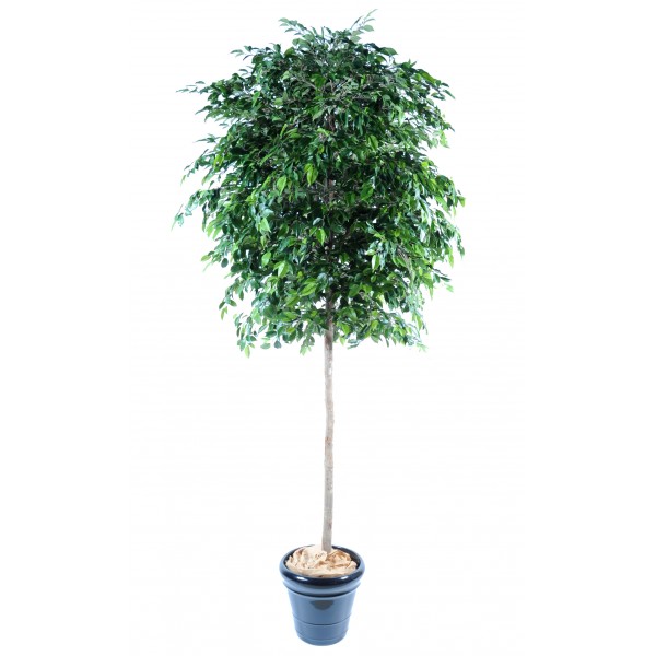 Ficus Natasja Tree – Arbre artificiel