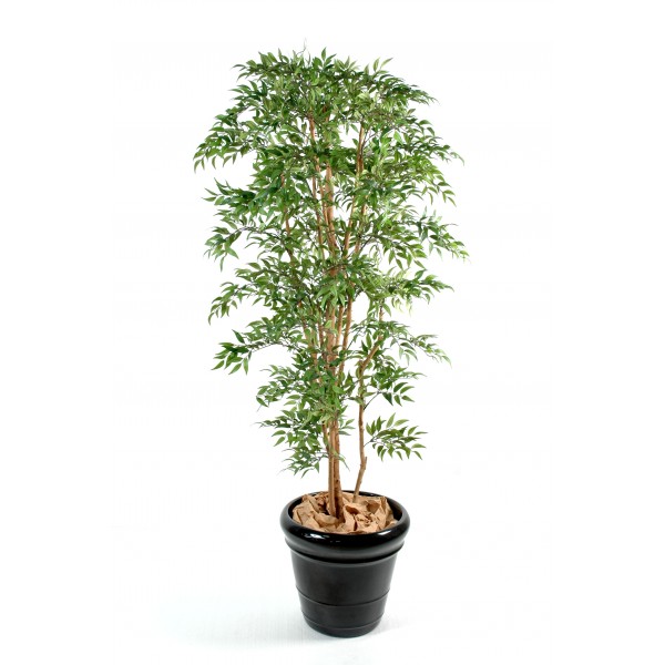Ficus Nitida – Arbre artificiel