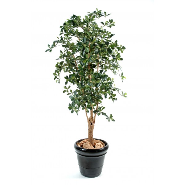 Ficus Oriental T.Noueux – Arbre artificiel
