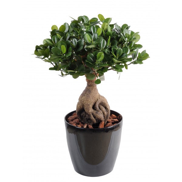 Ficus Panda Ginseng – Végétal artificiel